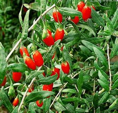 Goji Berry Extract,Wolfberry Polysaccharides