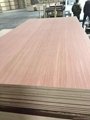 supply plywood  skype:ardiswei 2