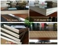 supply plywood  skype:ardiswei 5