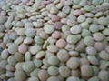 green lentils HPS quality dry green