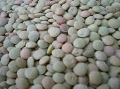 green lentils HPS quality dry green import red lentils