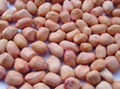 raw peanuts kernels