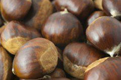 Hot Selling Fresh Chestnuts---Organic and Best Chestnuts