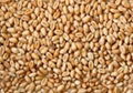 Wheat Grains for Sale 1