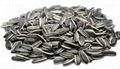 Oil Extraction Sunflower Seeds 1