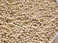 Dried Soybeans Seeds