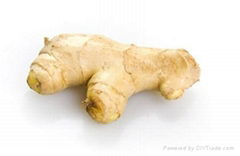 Fresh  Ginger