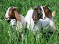 Healthy and cheap well checked boer goats for sale 