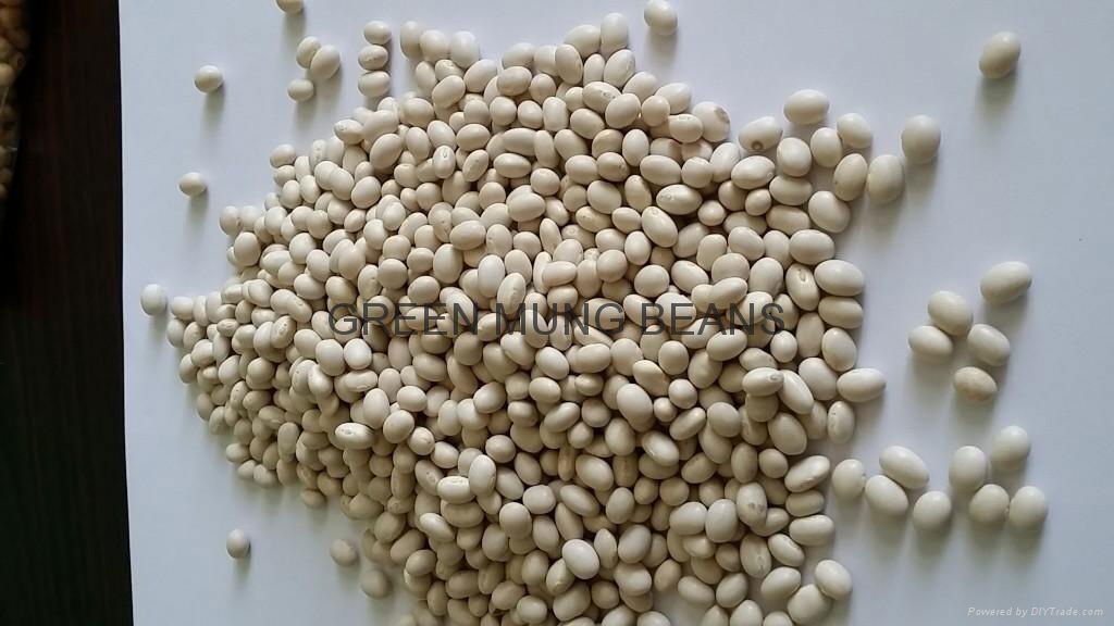 White Pea Beans (Navy) WHITE PEA BEANS (Ethiopia Trading Company
