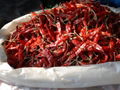 CHILLI powder  1