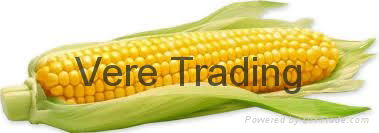 Corn 4