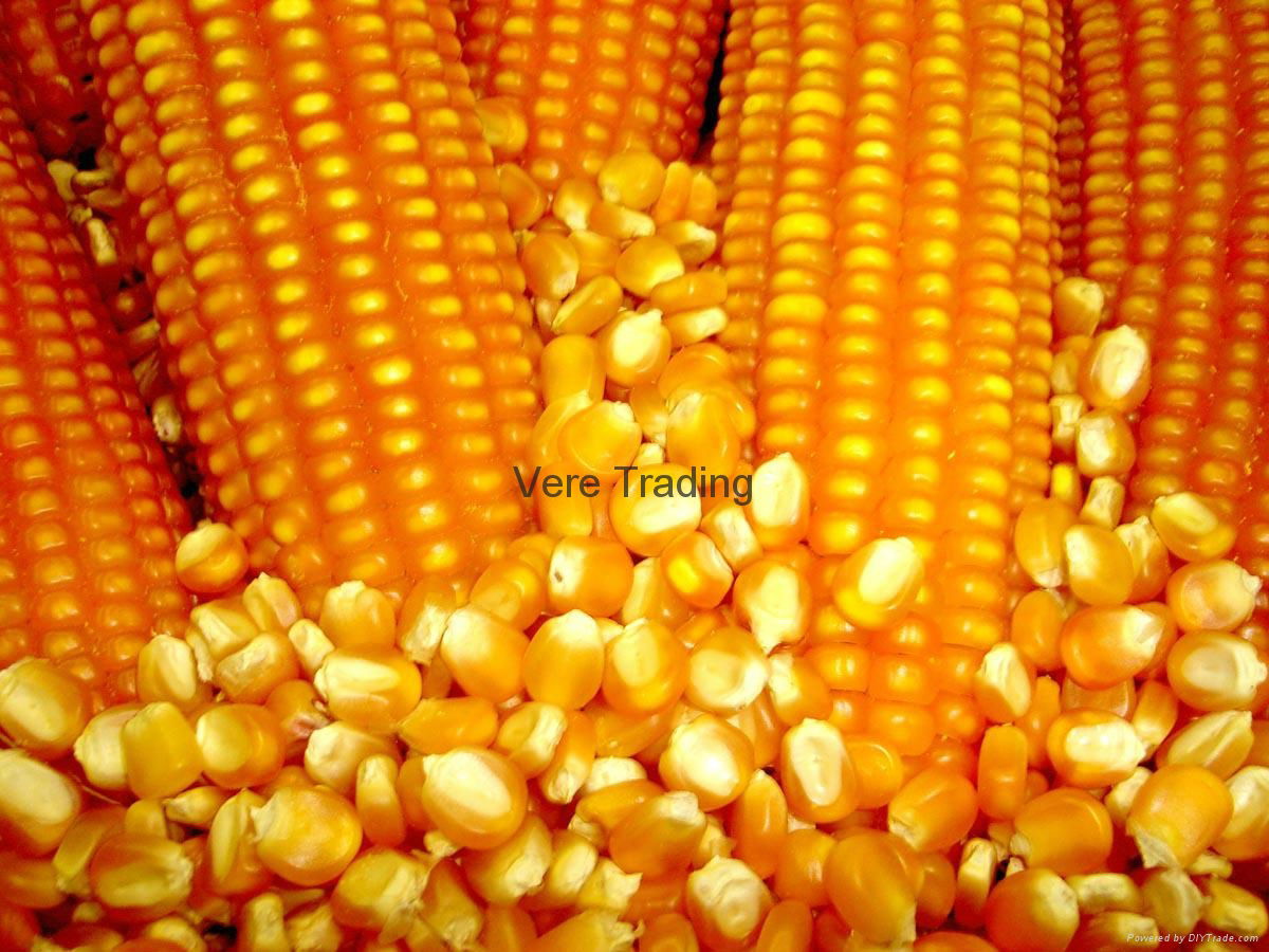 Corn 2