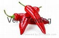 Chilli Pepper