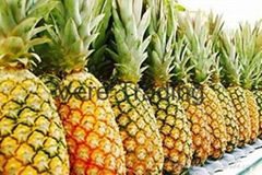 Pineapple Fresh Fruit
