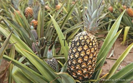 Pineapple Fresh Fruit 2