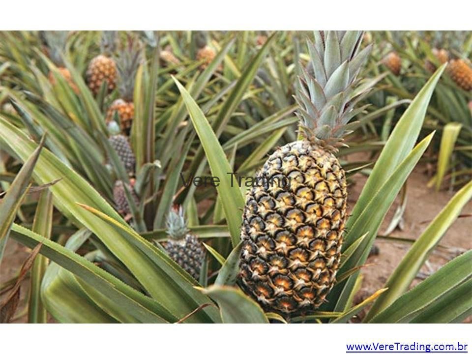 Pineapple Fresh Fruit 4