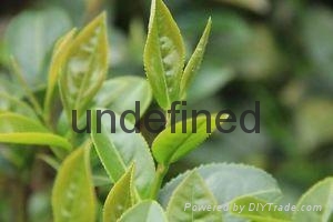 茶叶萃取粉末(茶叶即溶粉)