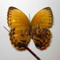 PAINTING BUTTERFLY FROM VIET NAM 1