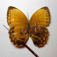 PAINTING BUTTERFLY FROM VIET NAM