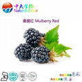 natural food color/colour mulberry red