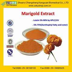 GMP Certified Factory Supply High Quality 2%-80% Marigold Extract/Lutein