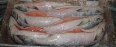 FROZEN SALMON FILLETS AND PINK SALMON