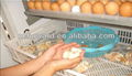 YZITE-31 Full automatic&CE approved automatic chicken egg incubator  4