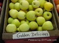 GOLDEN DEICIOUS AND FUJI APPLES 1