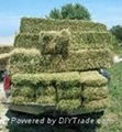 High quality Alfalfa Hay bales,pellets and cubes 1
