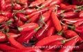 Fresh Red and Green Chili pepper