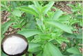 Stevia Extract