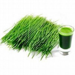 Organic barley grass juice powder