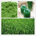 Organic wheat grass juice powder 1