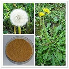 Organic dandelion root extract