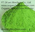 Organic Wheat grass powder 2