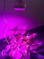 60w COB Par led grow light Full spectrum 380-850nm 5