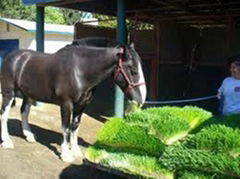 Animal hydroponic fodder machine/ Hydroponic feed machine