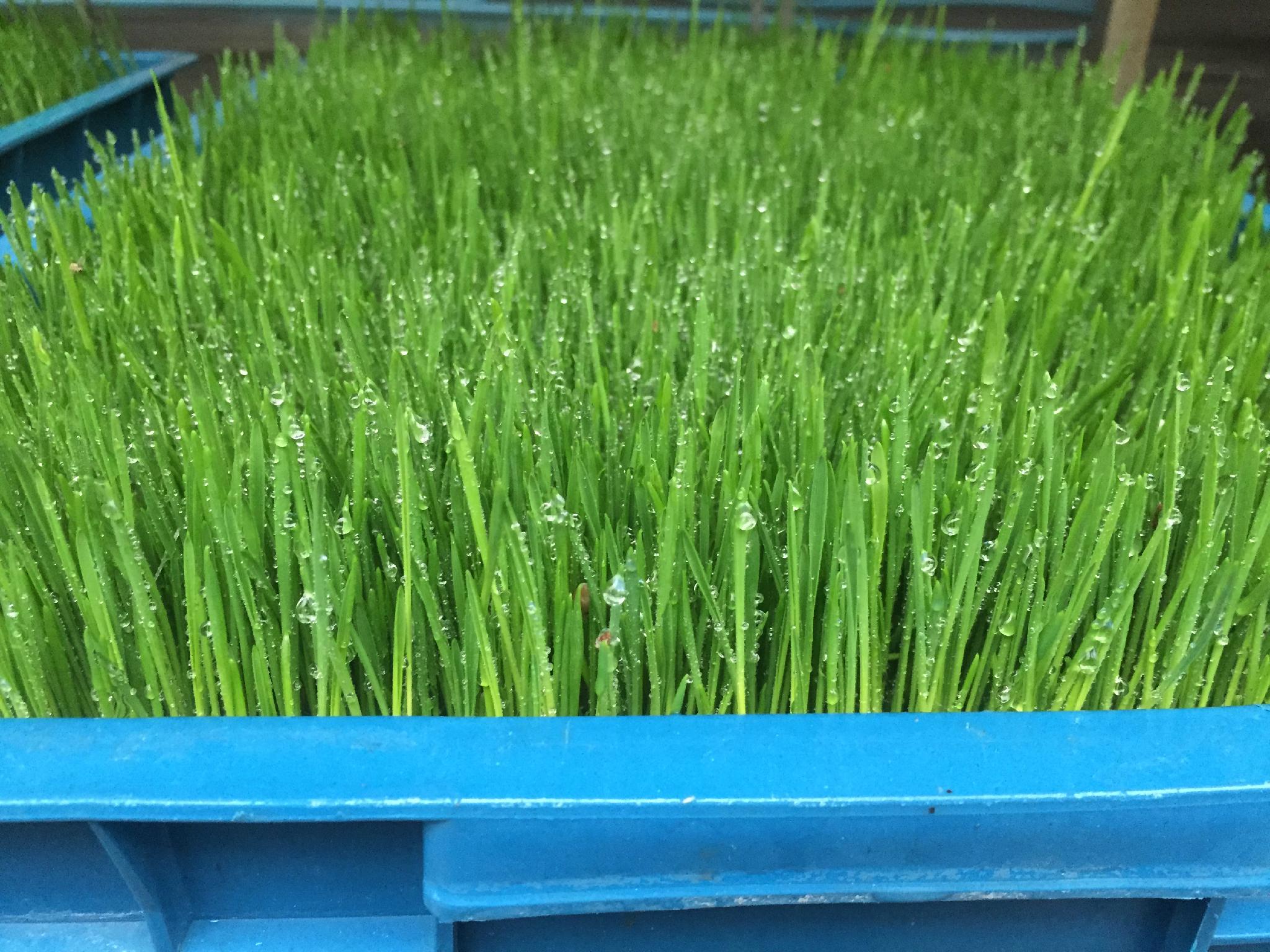 Germination machine/ Barley machine/ Seed germination machine XS144P