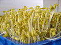 Bean Sprouts Machine/ Seed germination machine 3