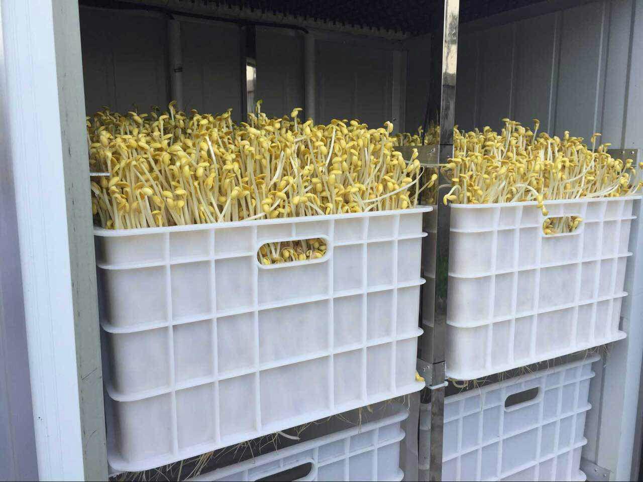 Bean Sprouts Machine/ Seed germination machine XS1000A Four