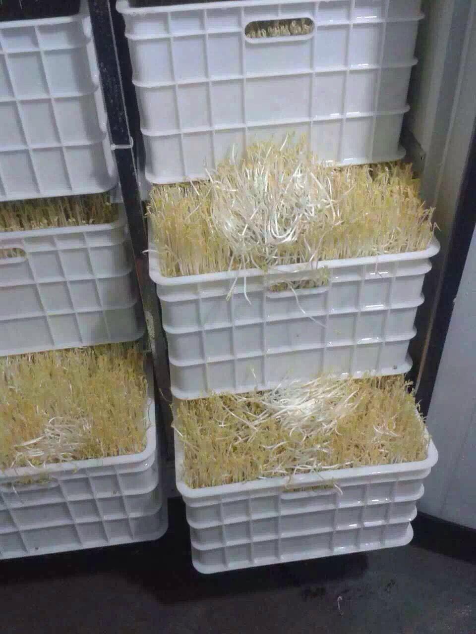 Bean Sprouts Machine/ Seed germination machine XS1000A Four