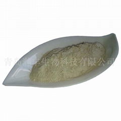 natural shell powder