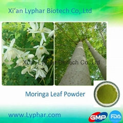 ISO Certificate High Quality Wholesale  Moringa Leaves Powder