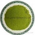 ISO Certificate High Quality Wholesale  Moringa Leaves Powder  2