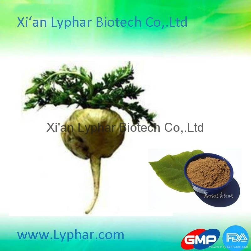 2016 High Quality Manufacturer Maca Extract Powder