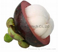 Wholesale Top Quality Factory Supply Mangosteen Extract Powder 2