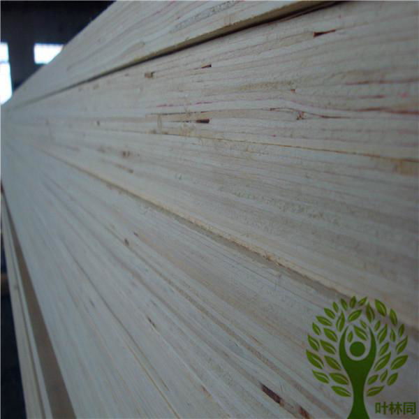 Yelintong good quality poplar lvl for bed slats export to Malysia and Philipin 3