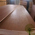 Yelintong best price Gurjan plywood and Keruing plywood for India market 3