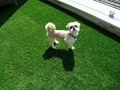 High-quality artificial turf Simulated grass 2