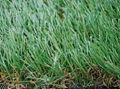 High-quality artificial grass Plastic